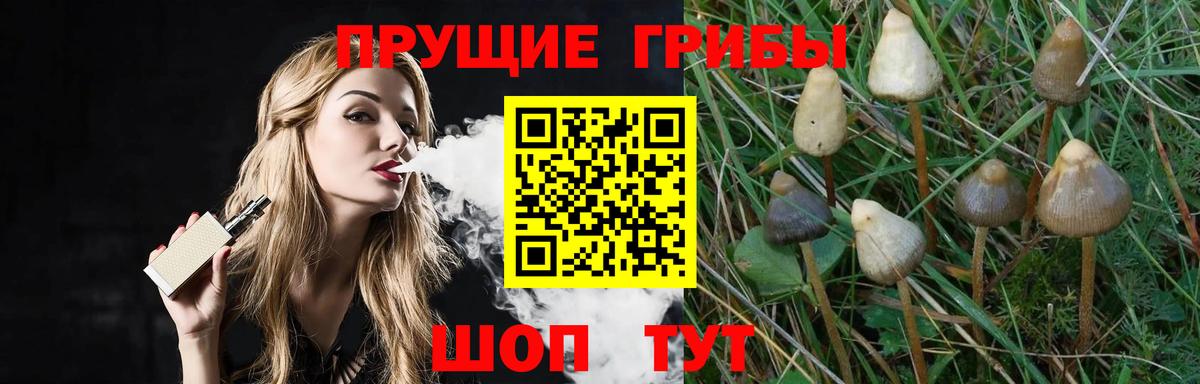 Псков  что такое   Вход с VPN  Галлюциногенные грибы Cubensis 